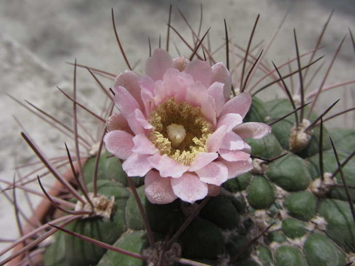 Gymnocalycium saglione
