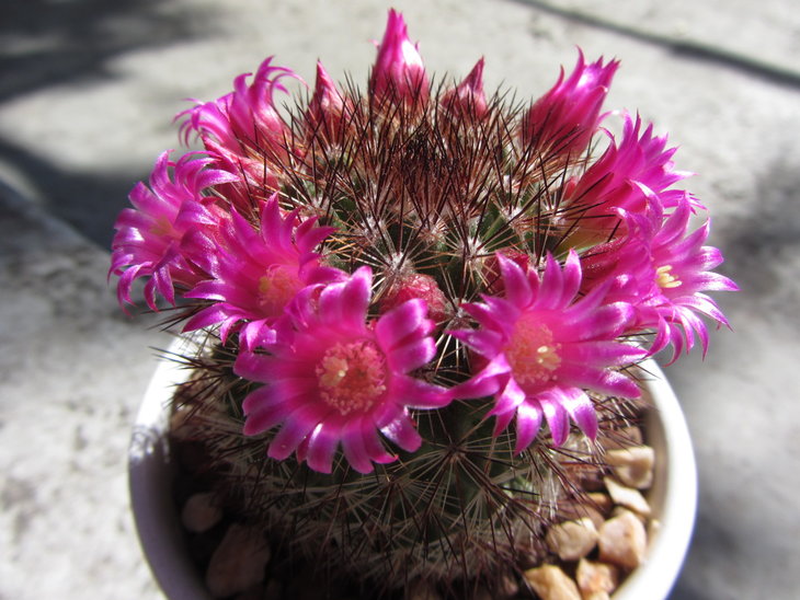 Mammillaria densispina
