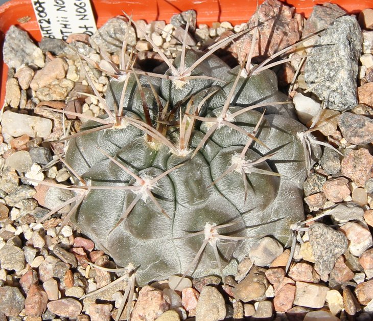 Gymnocalycium borthii nogolense JO1441.1   Bercht2007
