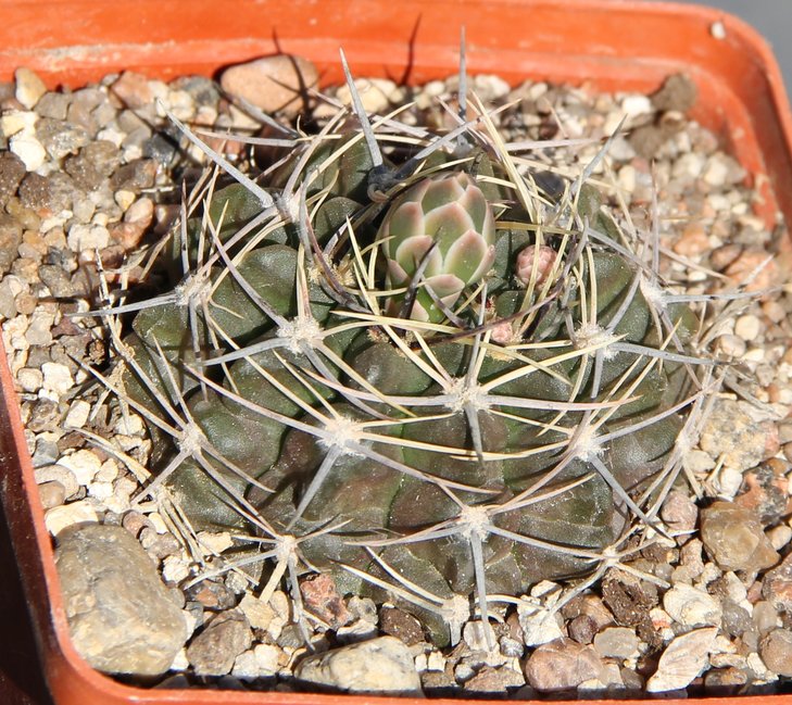 Gymnocalycium bicolor VG540