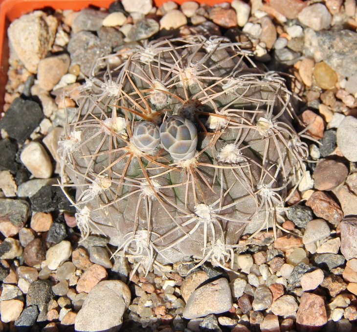 Gymnocalycium aff. morroense LB326