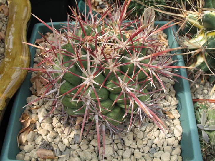 Thelocactus heterochromus