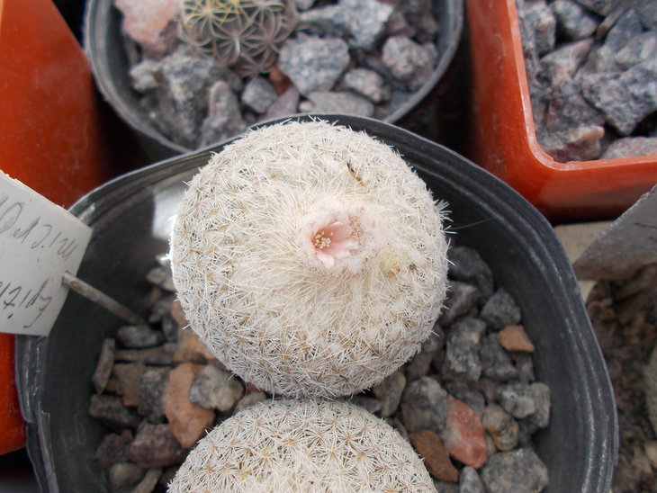 Epithelantha micromeris v rufispina.JPG