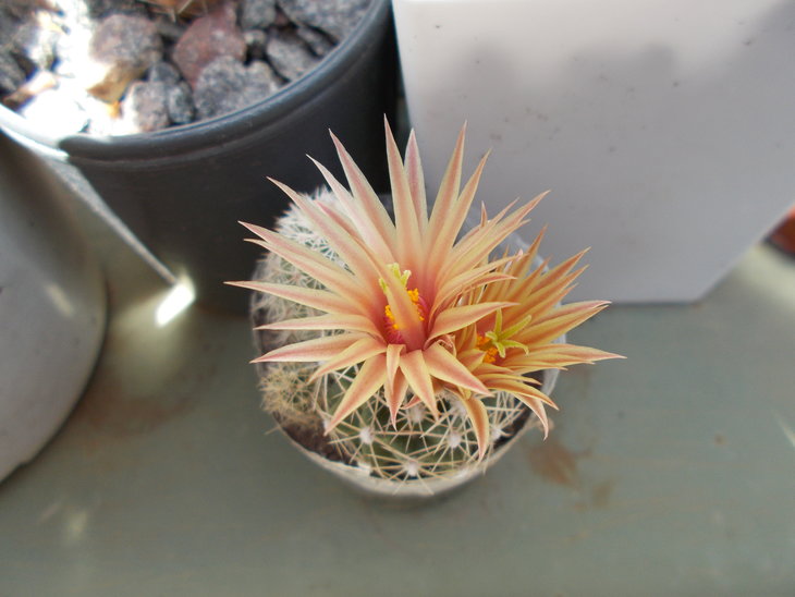 Escobaria sp.JPG