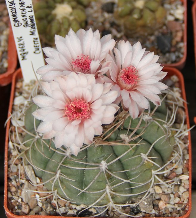 Gymnocalycium guanchinense R568  MG468.46