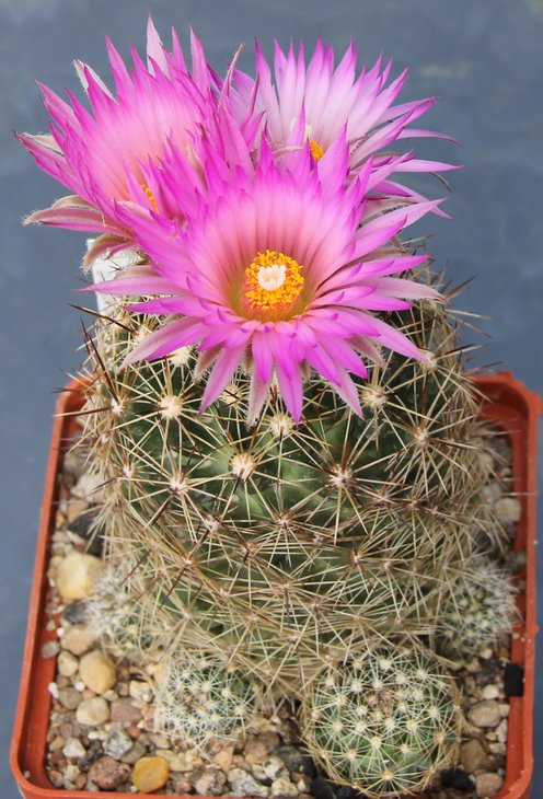 Coryphantha vivipara arizonica   MG