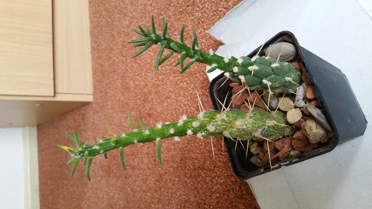 opuntia 1.jpg