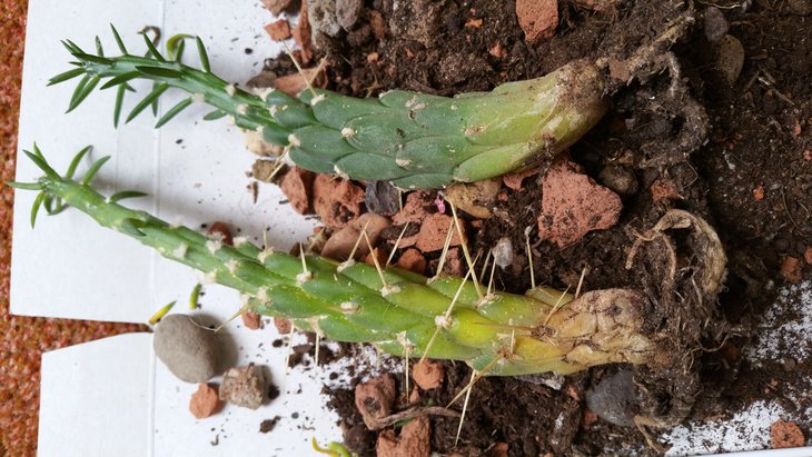 opuntia 2.jpg