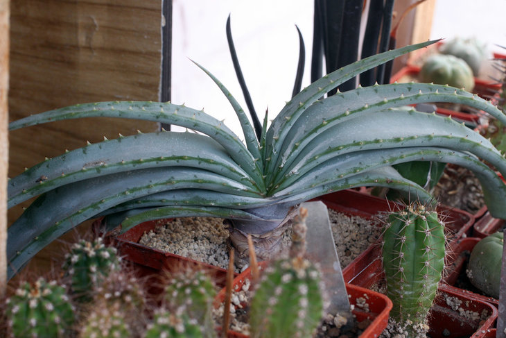 Aloe suprafoliata