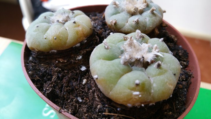 Пациент nr.1 - lophophora williamsii.