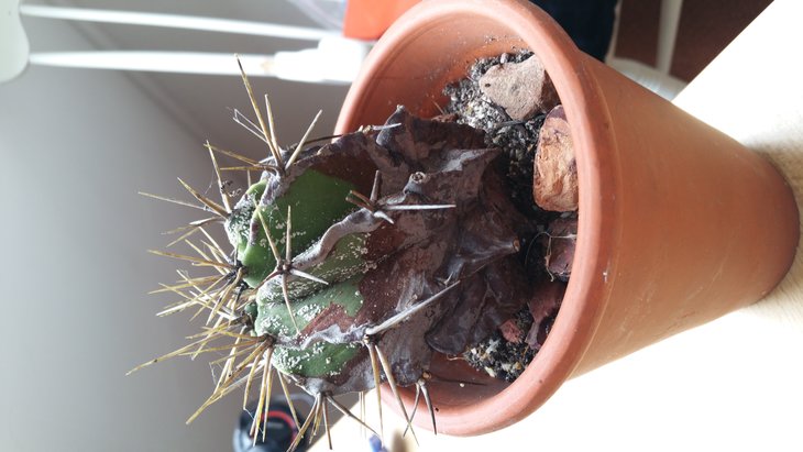 Пациент nr.2 - astrophytum