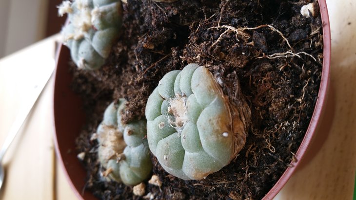 Пациент nr.3 -   lophophora williamsii (другой сосуд)