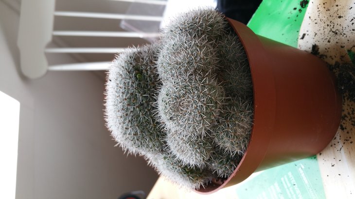 Пациент nr.4 - mammillaria (?)
