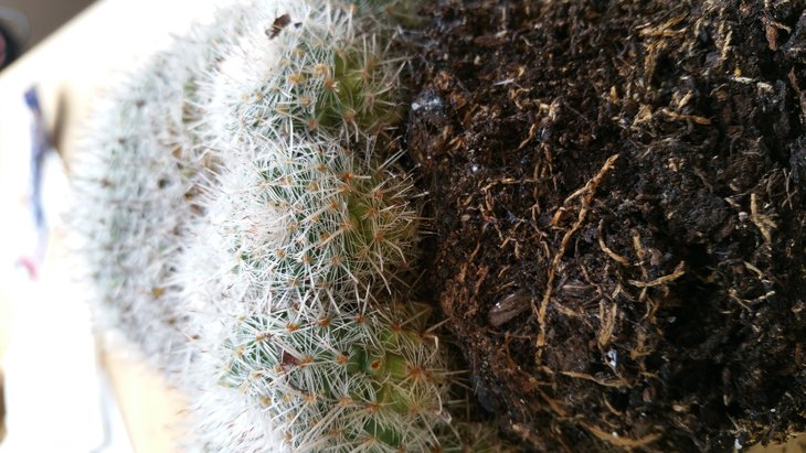 Пациент nr.4 - mammillaria (?) корни