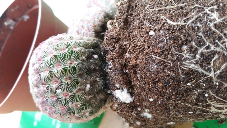 Пациент nr.5 - echinocereus. корни