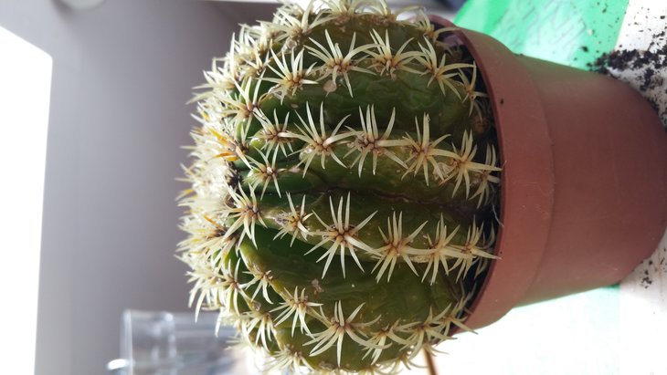 Пациент nr.6 - echinocactus gruzonii.