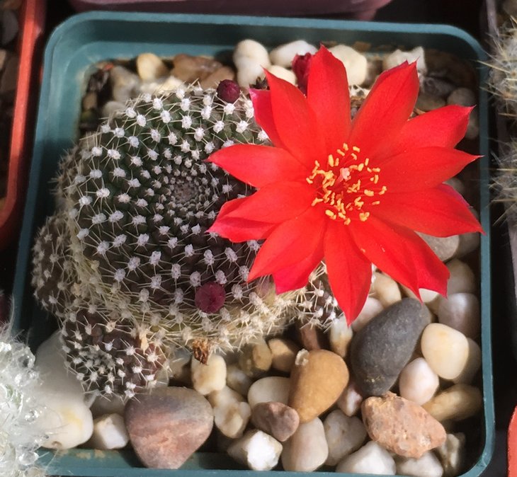 Rebutia krainziana