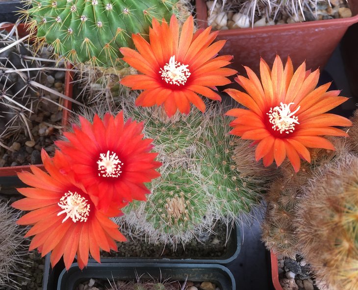Parodia aureispina rubriflora