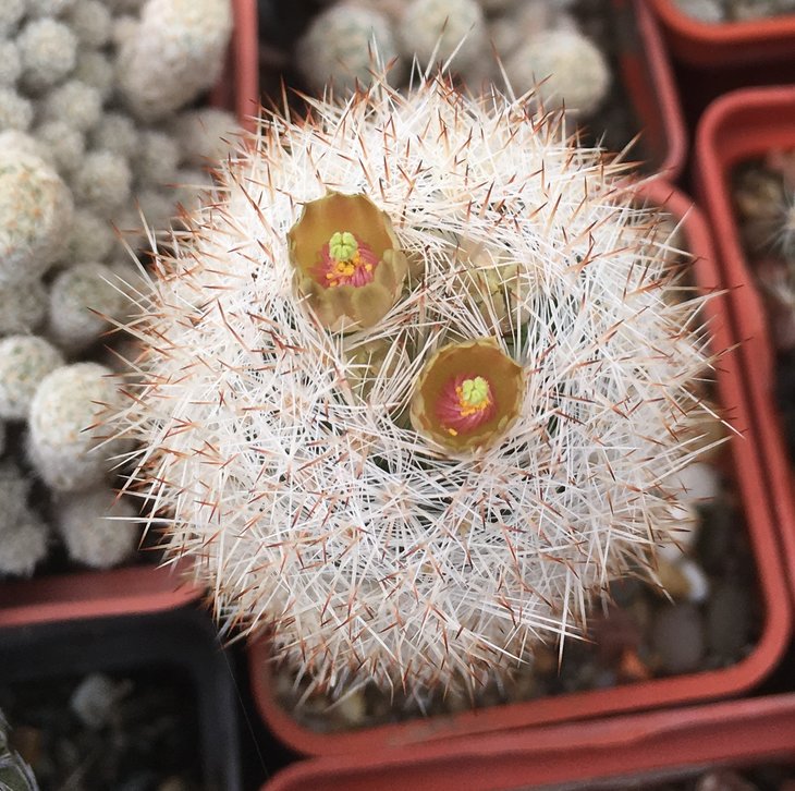 Escobaria sp.