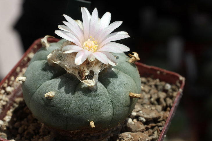 Lophophora williamsii
