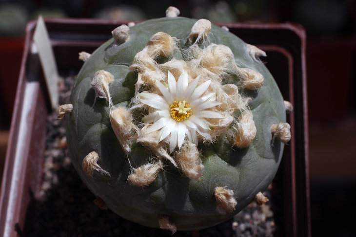 Lophophora diffusa, Rio Blanco