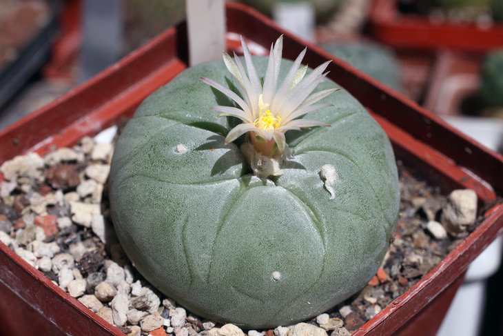 Lophophora diffusa