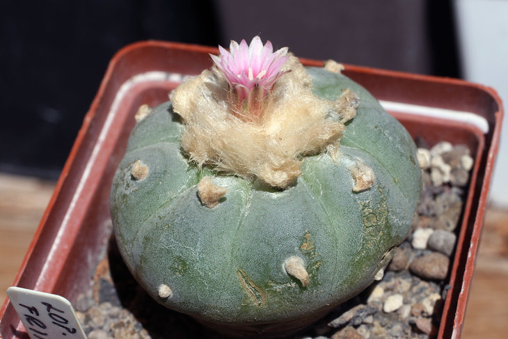 Lophophora fricii