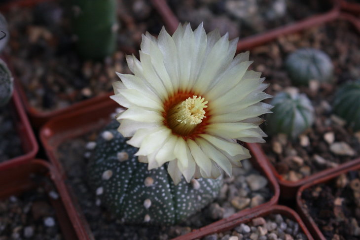 Astrophytum asterias