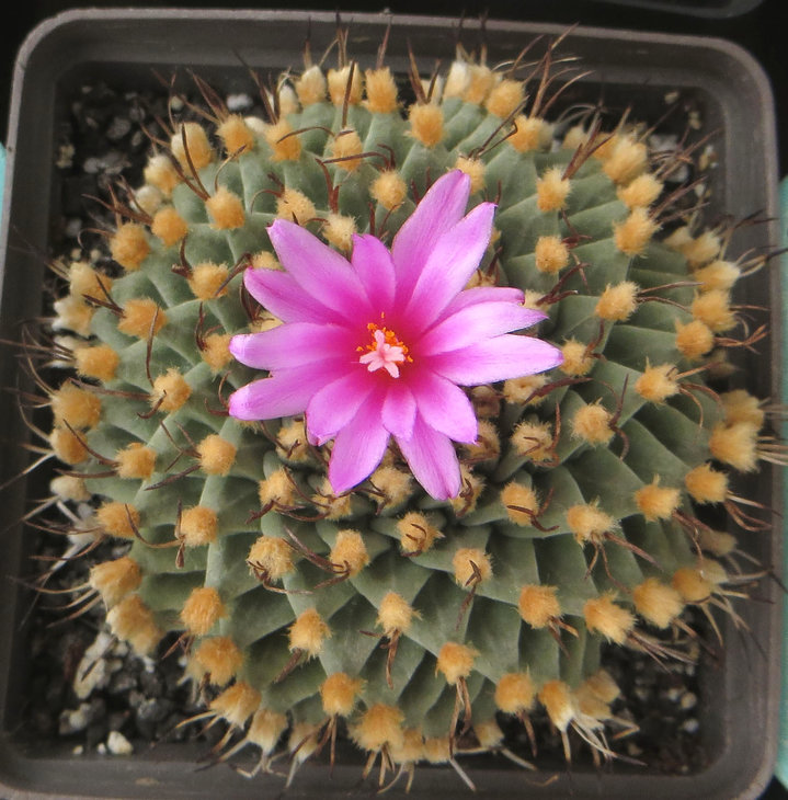 Turbinicarpus alonsoi