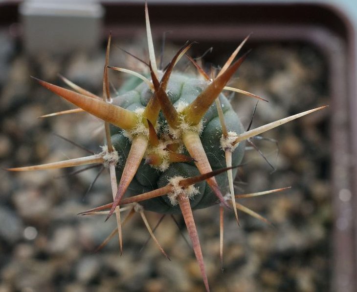 Gymnocalycium armatum VOS 373