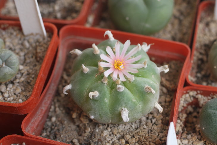 Lophophora williamsii ssp. grymii, моё растение