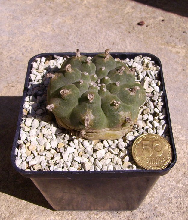 PICT0046.JPG