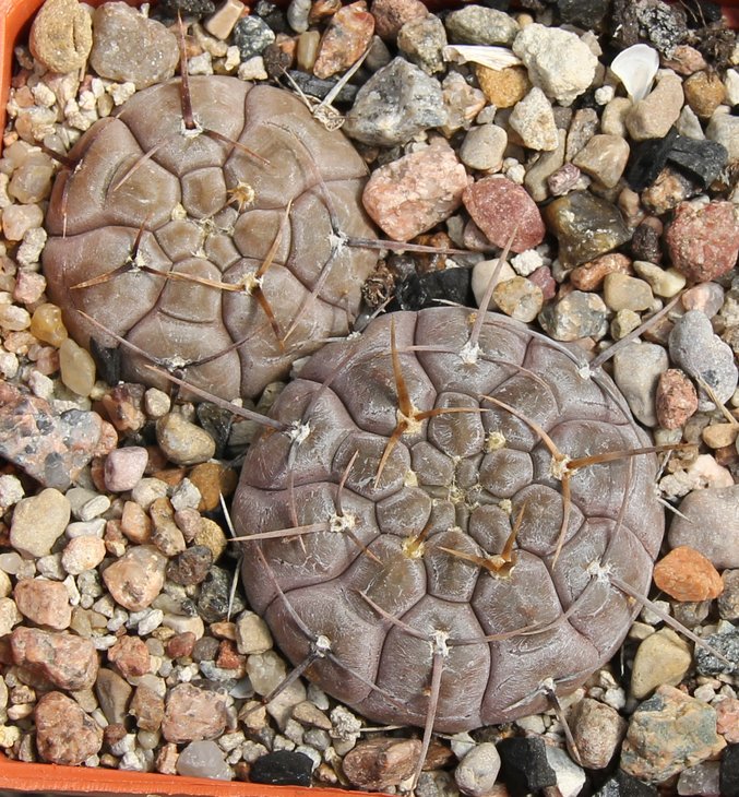 Gymnocalycium borthii nogolense VG012 Santa Rosa SL 670m  KK335.49