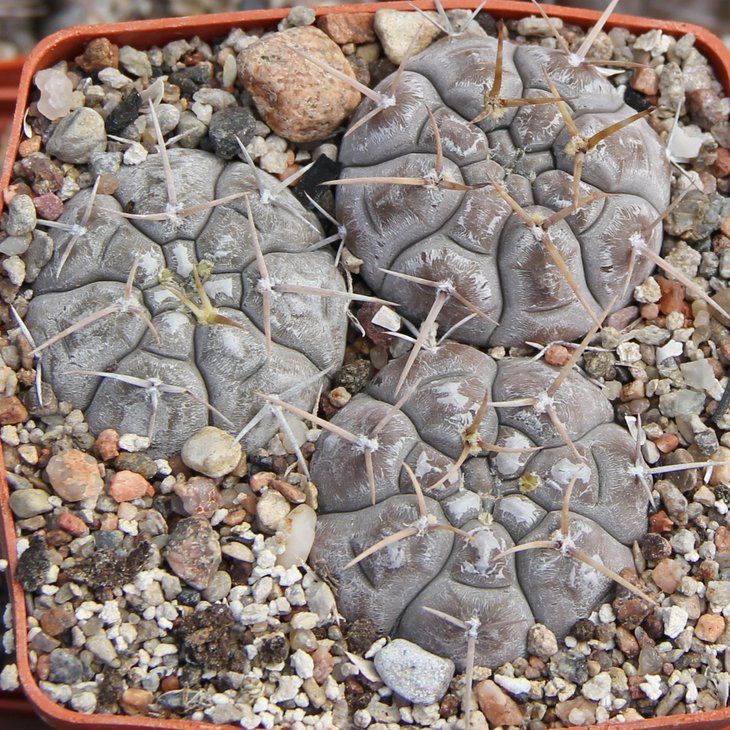 Gymnocalycium striglianum aeneum LB3263 Los Aradita 798m  Bercht3312