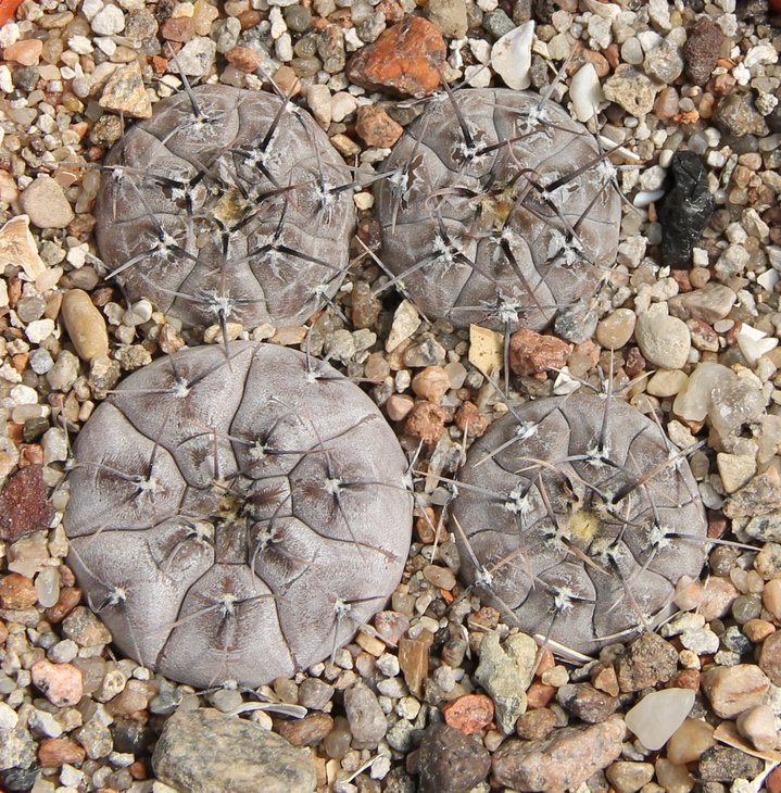 Gymnocalycium esperanzae RS2248  Nueva Esperanza.