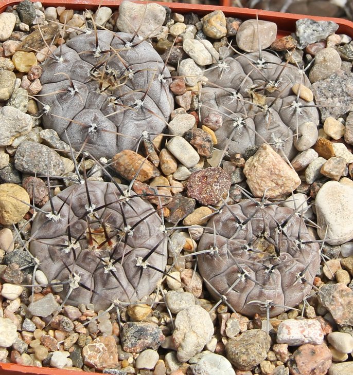 Gymnocalycium esperanzae RS2248  Nueva Esperanza.