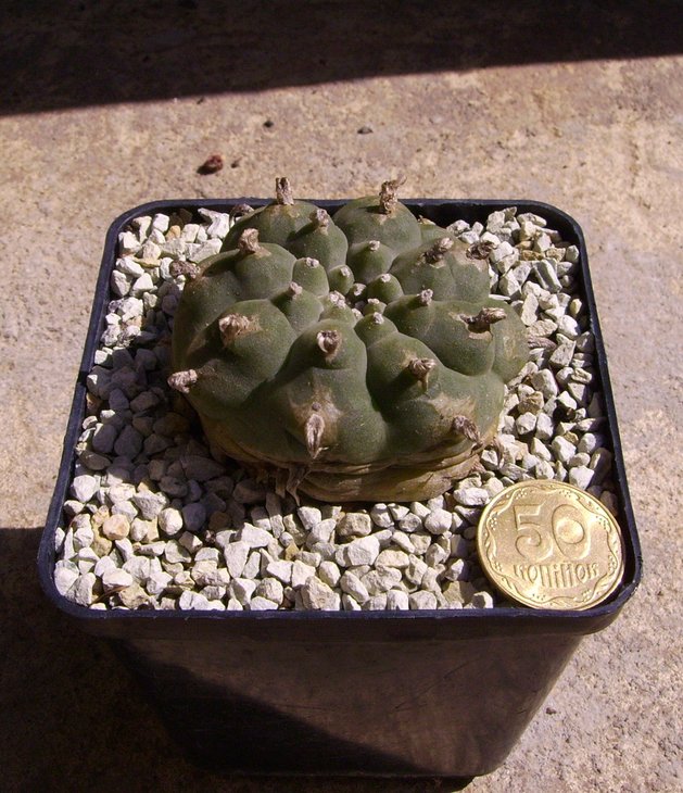 PICT0045.JPG