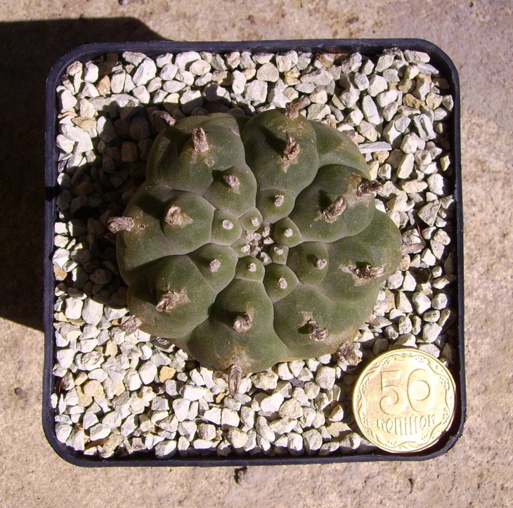 PICT0052.JPG