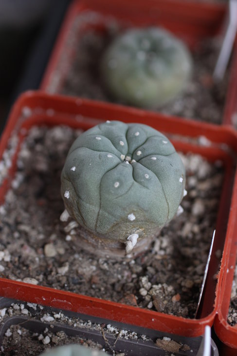 Lophophora williamsii, Huizache, SLP