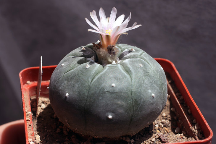 Lophophora williamsii, Huizache, SLP