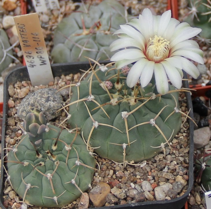 Gymnocalycium vatteri WP86-116 Las Rabonas   PILTZ4696