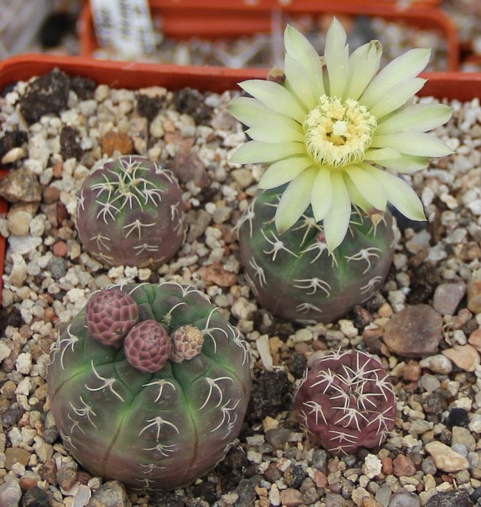 Gymnocalycium uebelmanianus VoS05-1751
