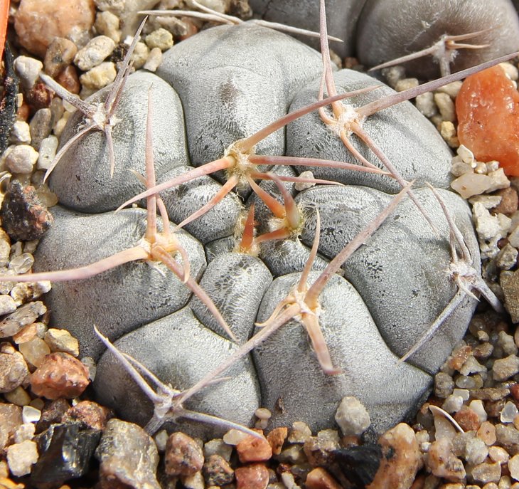 Gymnocalycium prohazkianum var. JO1350.1  n of Orcosuni Cord. Bercht2860.