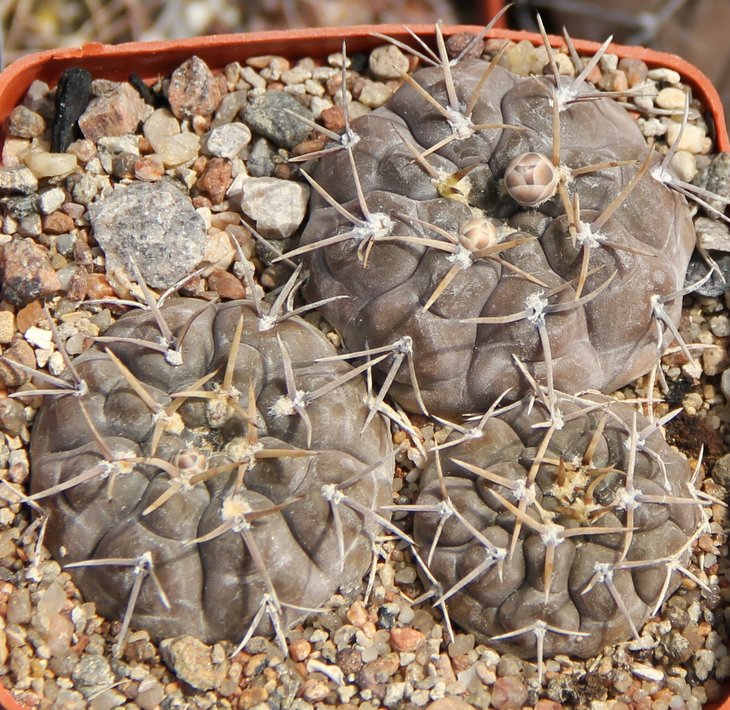 Gymnocalycium borthii nogolense VG410.2  Nogoli SL871m   KK335.485