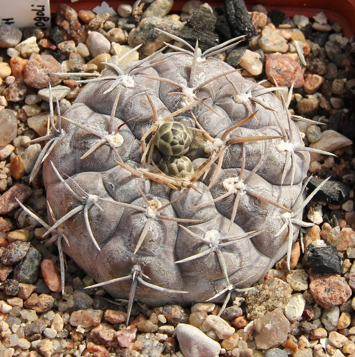 Gymnocalycium  borthii nogolense VG410.1 Nogoli S.L.  871m  kk411.741