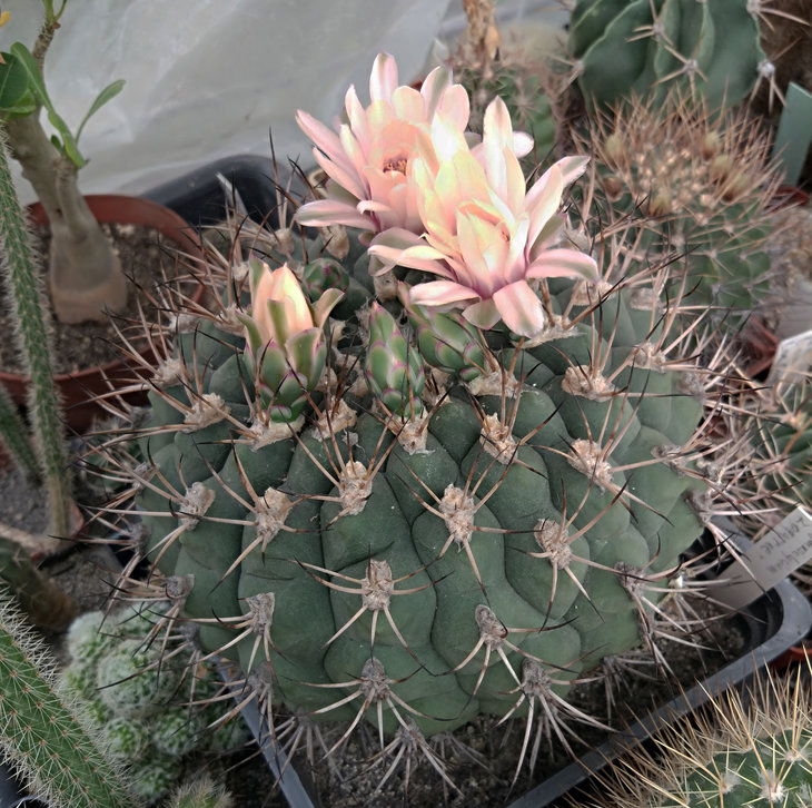 Gymnocalycium zegarrae USSR