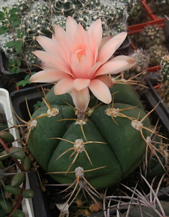 Gymnoclycium horstii var. buenekeri