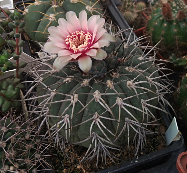 Gymnocalycium speg.×cardenas. USSR