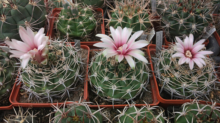 Gymnocalycium bicolor