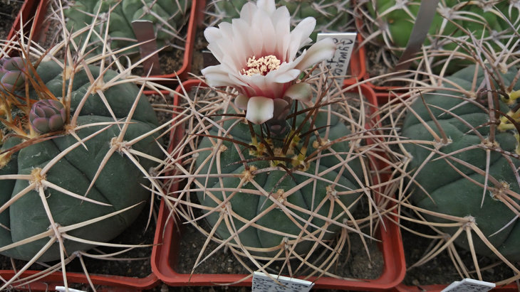 Gymnocalycium cardenasianum